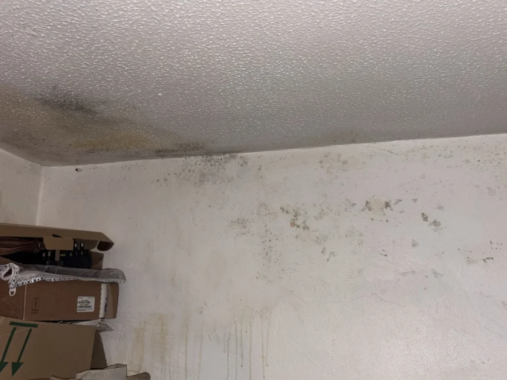 Black mould growing on a bedroom wall