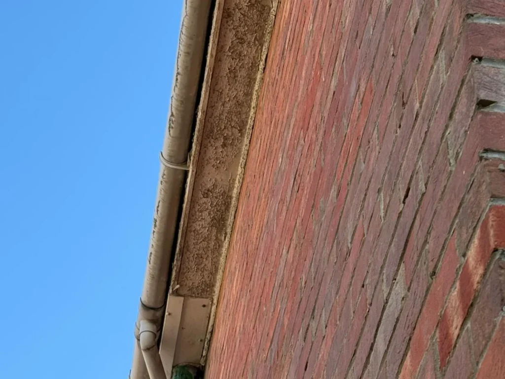 External brickwork inspection for penetrating damp