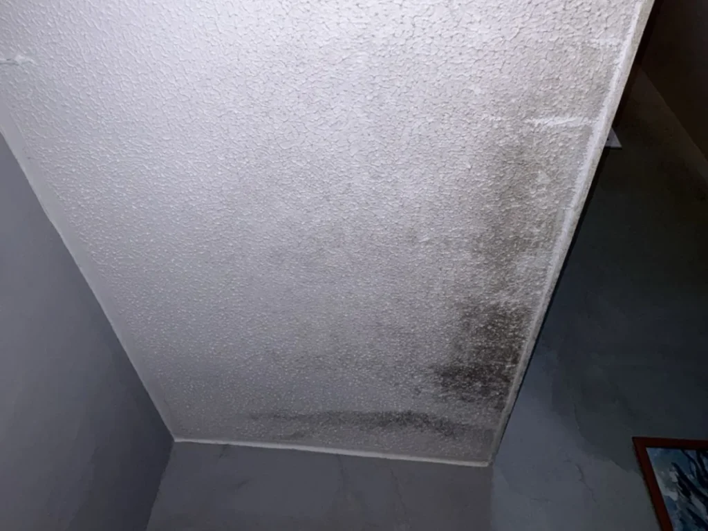 Severe black mould spreading across a ceiling