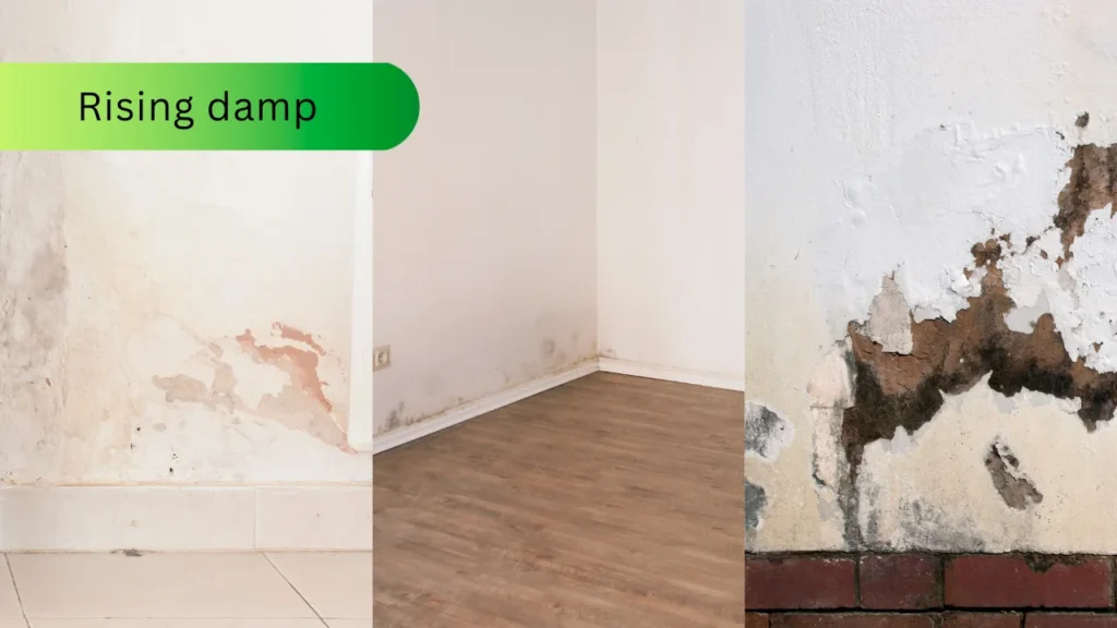 Collage of three photos showing rising damp on walls: left image with stained plaster and peeling paint above tiled floor, center image with dark damp patches along the skirting board in a corner of a room, right image with crumbling plaster and severe damp damage above exterior brickwork.