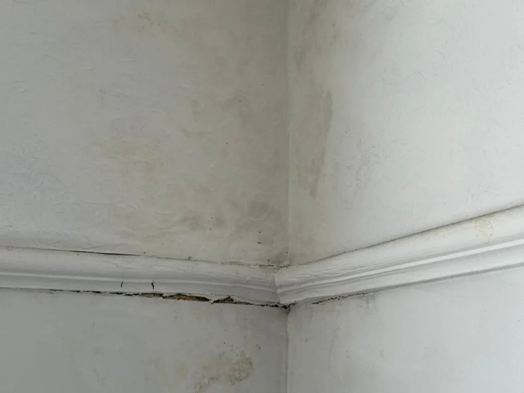 Visible damp patches and blistering paint on an internal wall corner in a Southampton home, indicating a need for a professional damp survey to identify the source.
