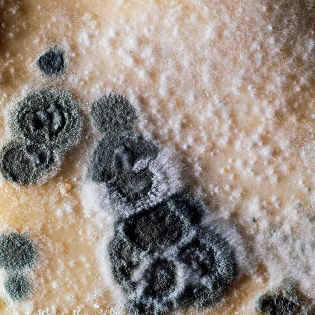 Penicillium mould colonies, close-up