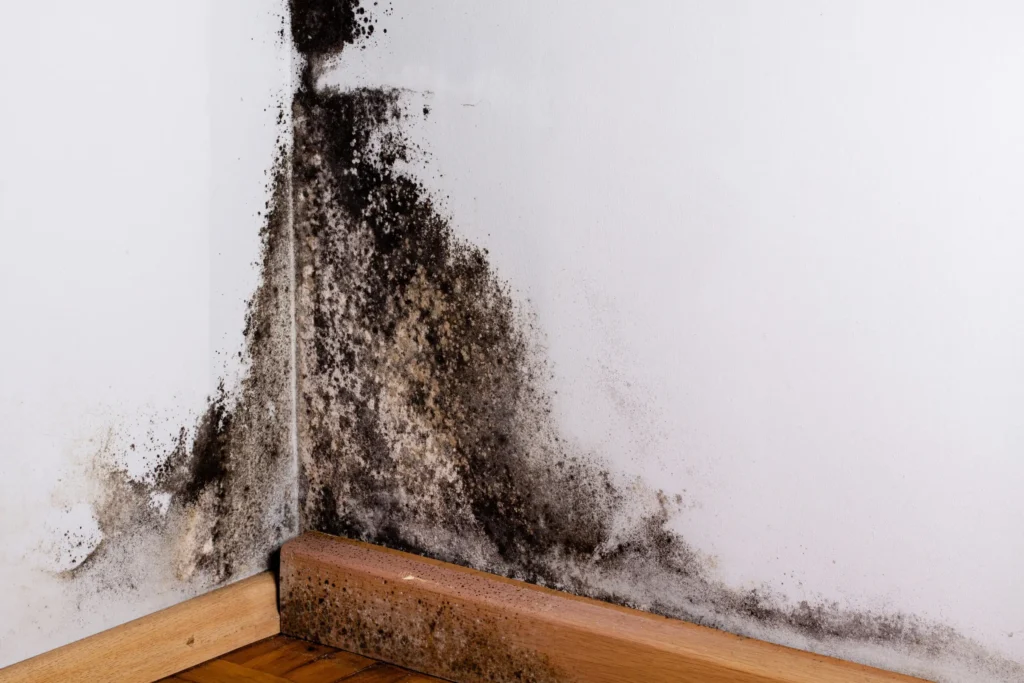 Black mould (Stachybotrys) spreading across a wall corner