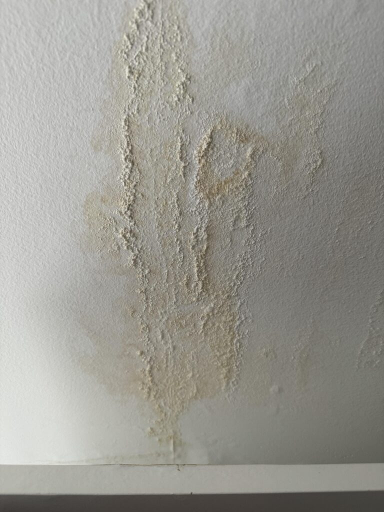 Chaetomium staining on a wall from a water leak
