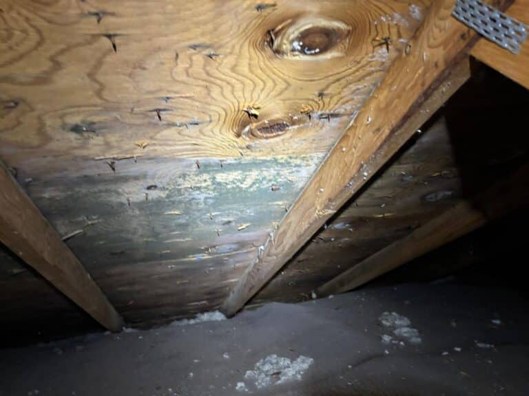 Cladosporium mould staining on loft roof timbers